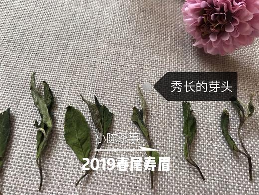 2019春寿眉（会员专属定制），兼具春白茶香，秋白茶韵的一款春白茶 商品图3