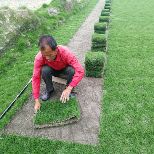 真草皮庭院别墅花园阳台足球场楼顶绿化草坪草四季青马尼拉带泥土（10平方起购） 商品图0