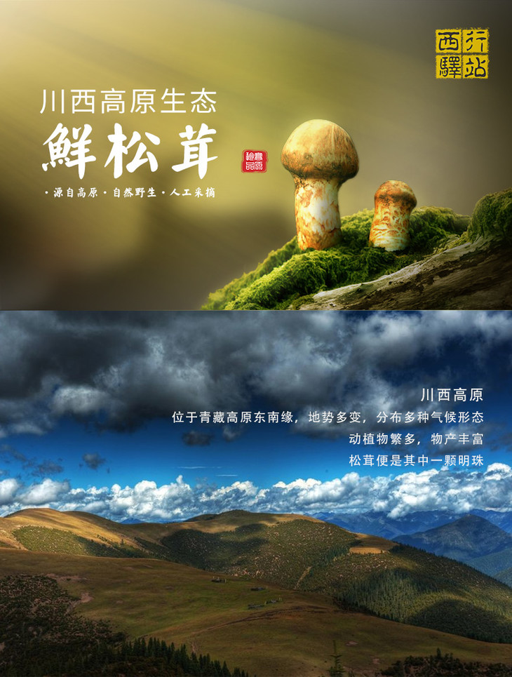 雅江新鲜松茸不能不尝的季节美味顺丰包邮高原良仓出品