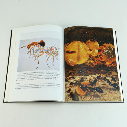 蚂蚁的故事（带你探寻昆虫社会的奥秘 全方位讲述蚂蚁的进化历程） 商品图3