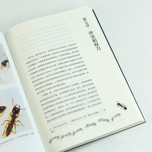 蚂蚁的故事（带你探寻昆虫社会的奥秘 全方位讲述蚂蚁的进化历程） 商品图4