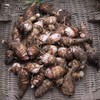 芋艿 
Taro 商品缩略图0