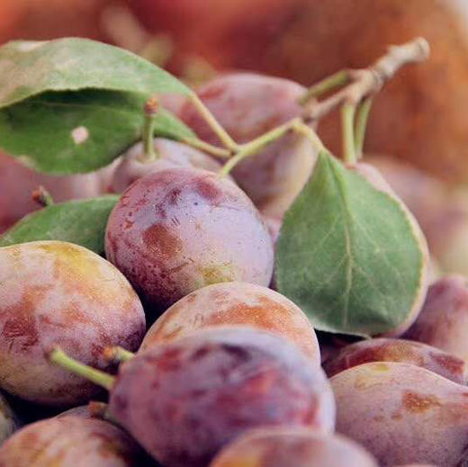 【排单发货】新疆喀什正宗法南西 小西梅 3斤/4斤（挑软的先吃） 商品图11