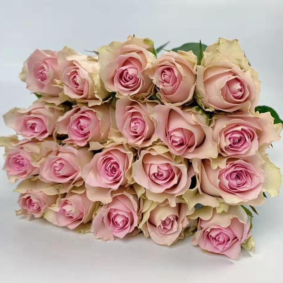 粉色芭蕾玫瑰9-10支秒杀19.9(17-18号自取过期作废)