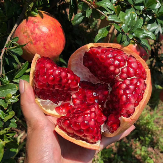 会理突尼斯软籽石榴   5-8斤装 商品图3