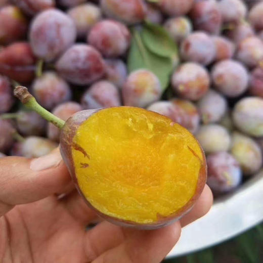 【排单发货】新疆喀什正宗法南西 小西梅 3斤/4斤（挑软的先吃） 商品图9