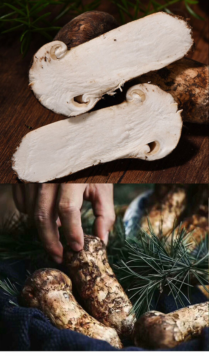 雅江鲜松茸912cm1斤装至尊之选大自然馈赠的山珍美味颗颗甄选不能不尝