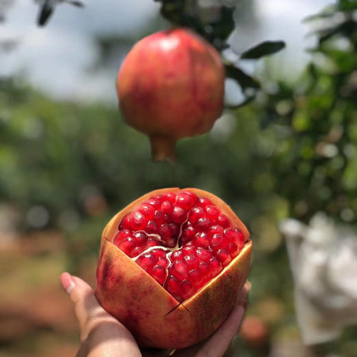 会理突尼斯软籽石榴   5-8斤装 商品图5