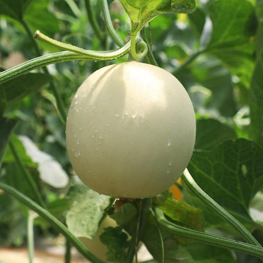 来自河套平原的三款蜜瓜