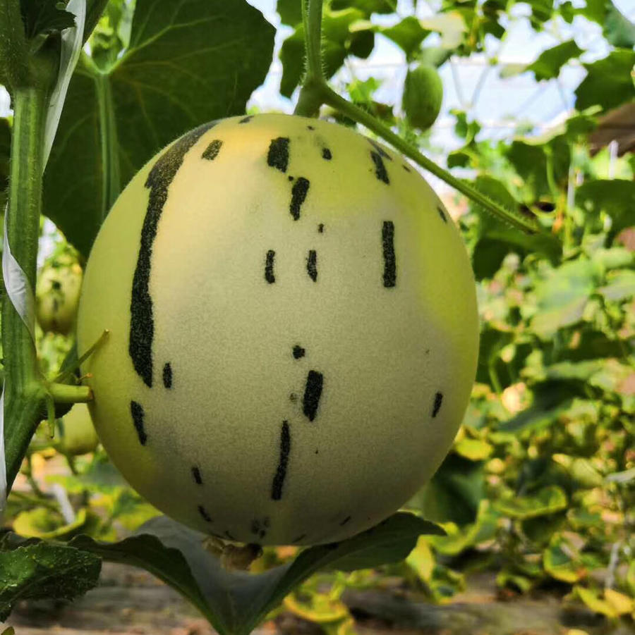 新疆流星月露蜜瓜 6-7斤装 (新疆直发)