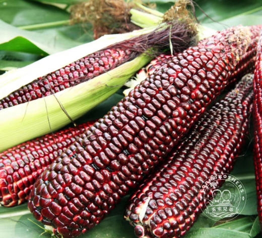 玉米兄弟 糯玉米 商品图1