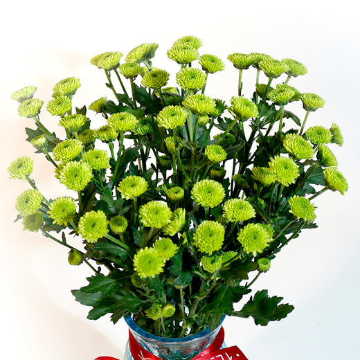 人气单品丨小雏菊 商品图1