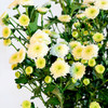 人气单品丨小雏菊 商品缩略图4