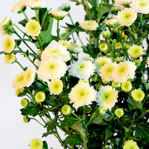 人气单品丨小雏菊 商品图4