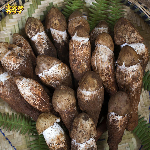 土哆哆云南野生鸡枞纯骨朵