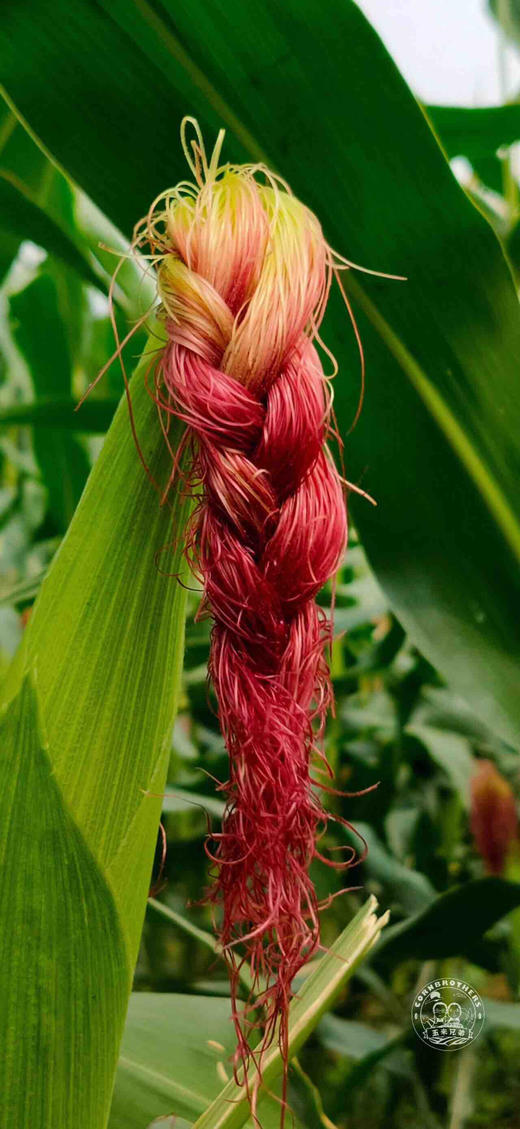 玉米兄弟 糯玉米 商品图4