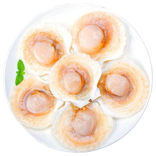 獐子岛冻半壳虾夷扇贝850克【冷冻产品不退不换】 商品图0