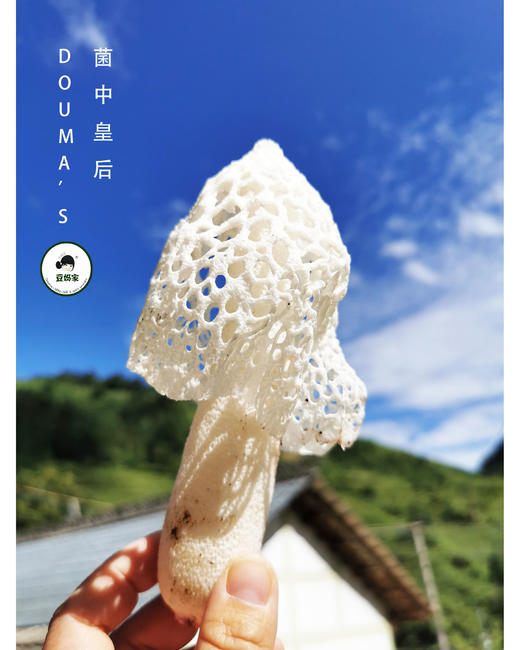 【豆妈家】织金红托无硫竹荪 商品图3