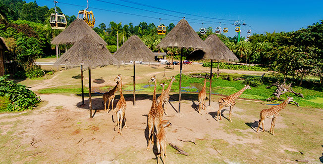 <广州长隆动物世界（电子票）>