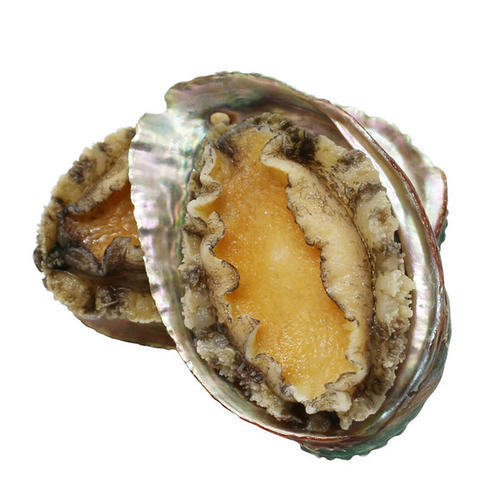 海装源活冻鲍鱼【冷冻产品不退不换】 商品图0