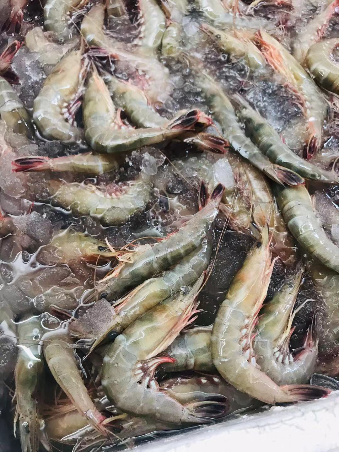 【野生剑虾】新鲜捕捞装盒急冻_0污染的生长环境_一盒约250克约18-22