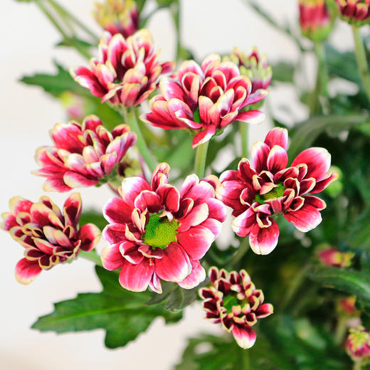 人气单品丨小雏菊 商品图5