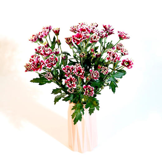 人气单品丨小雏菊 商品图3