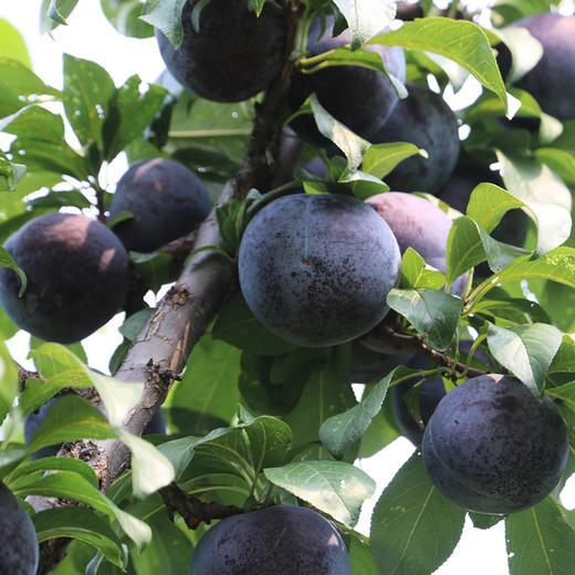 现摘李子黑宝石李子 当季水果 肉厚多汁黑布林李子 450g三份包邮