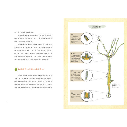 法布尔植物记 手绘珍藏版(2册)  少儿 商品图3