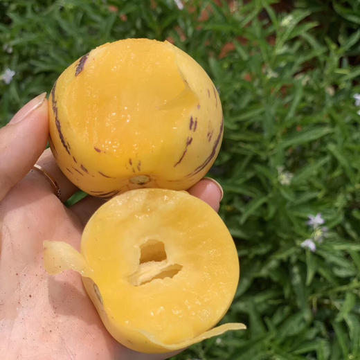 云南树上熟人参果 5斤大果18-26个