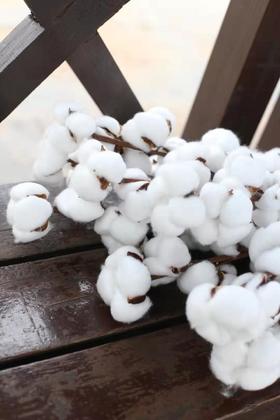 棉花-白色，1枝（图示有多枝）