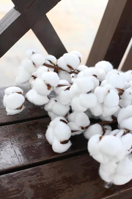 棉花-白色，1枝（图示有多枝） 商品图0