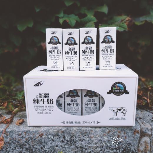 子母河纯牛奶新疆纯牛奶优质牧场纯牛奶