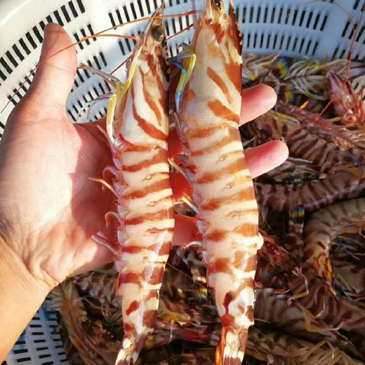 【野生大花节虾】斑节虾，野生海捕，0污染的生长环境_一盒400克 商品图1