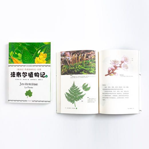 法布尔植物记 手绘珍藏版(2册)  少儿 商品图4