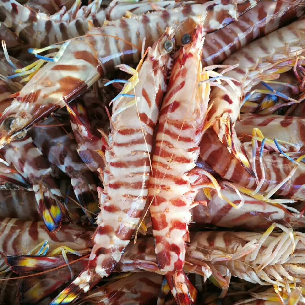 【野生大花节虾】斑节虾，野生海捕，0污染的生长环境_一盒400克