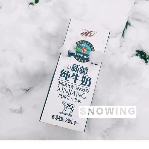 子母河纯牛奶新疆纯牛奶优质牧场纯牛奶