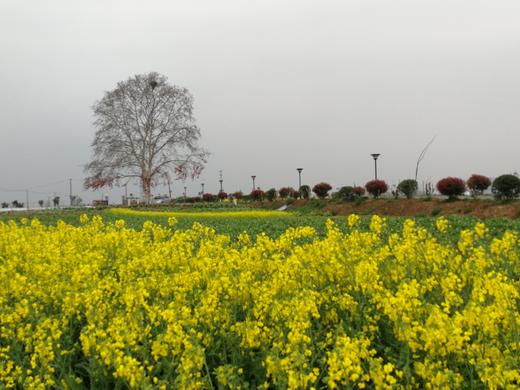 金伶俐菜籽油（2.5升） 商品图2