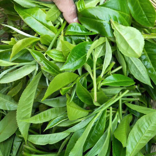 吉顺号普洱茶 2019年易武山生饼普洱生茶叶100g/饼 商品图6