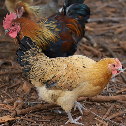 【每周配送1次】华禾绿源 有机走地鸡 月季年套餐 广东省内配送包邮 商品图2