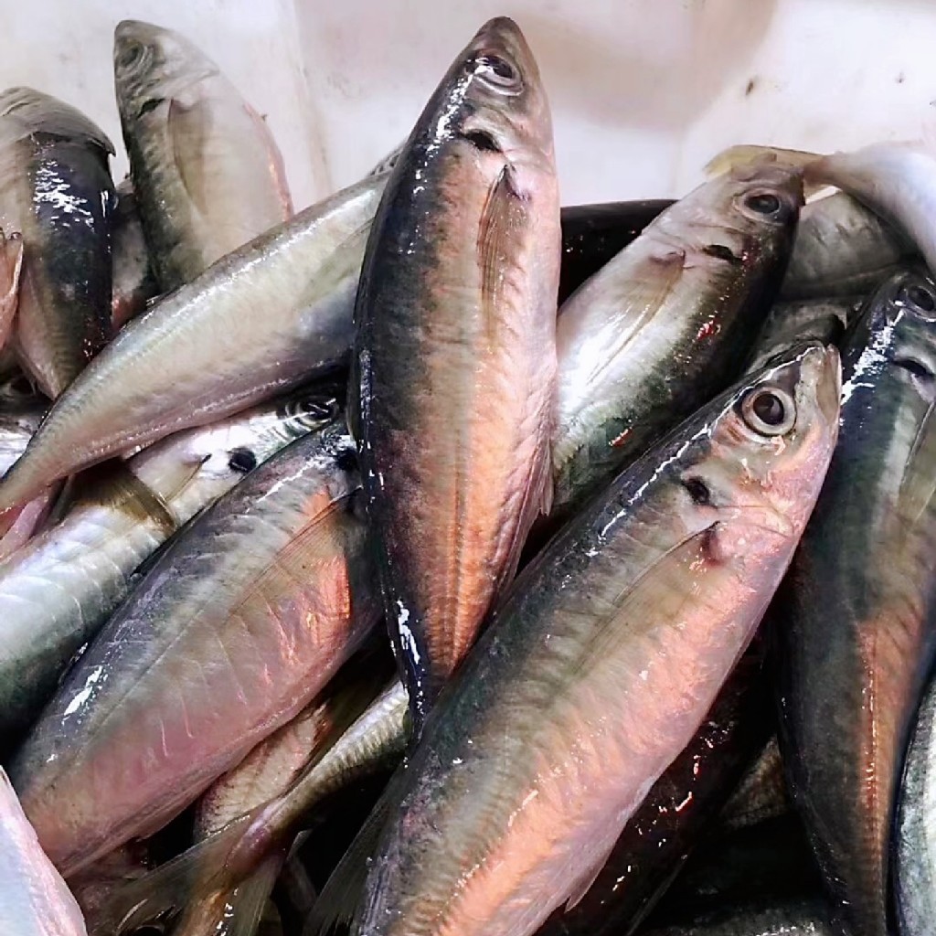 【巴浪鱼】纯野生海捕 鱼肉鲜美营养价值高 已去鳃去内脏 买回洗洗即可开煮！