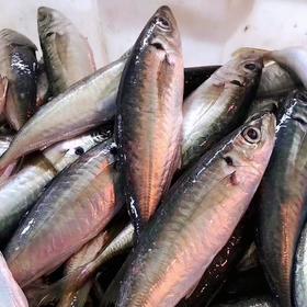 【巴浪鱼】纯野生海捕 鱼肉鲜美营养价值高 已去鳃去内脏 买回洗洗即可开煮！