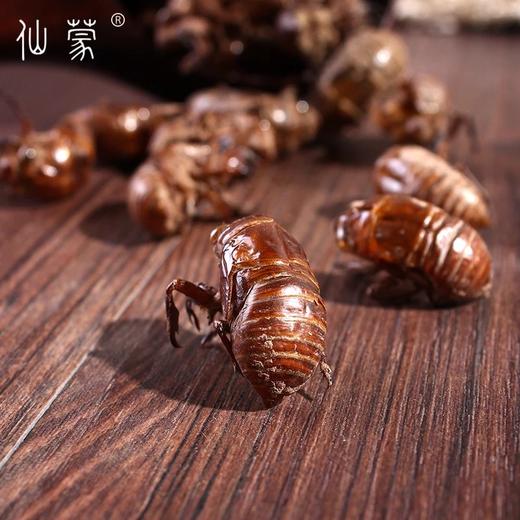 仙蒙道地堂  蝉蜕 蝉衣  250克 500克 1kg 商品图3