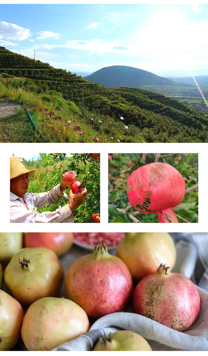 食味推荐云南突尼斯软籽石榴花皮果带箱10斤约1018枚顺丰包邮