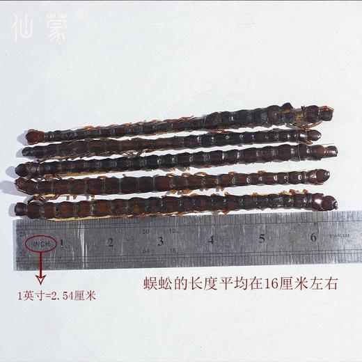 仙蒙 有竹片 蜈蚣 红头蜈蚣 一条 起售16公分左右长全干 商品图3