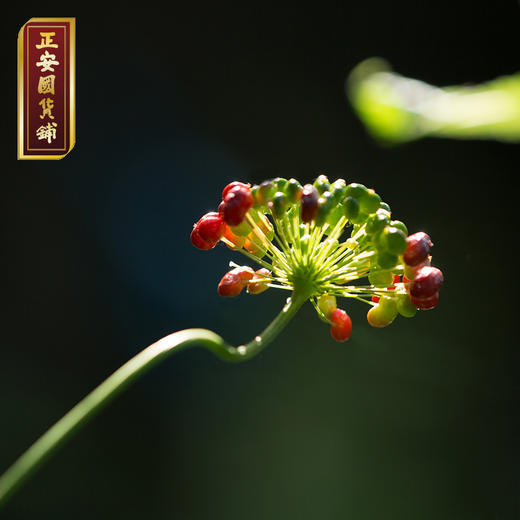 正安 野山参 长白山直采人参 给身体进补 高端礼品 长辈赠礼好物 赞安原材 干参15年/20年【不可用券】 商品图4