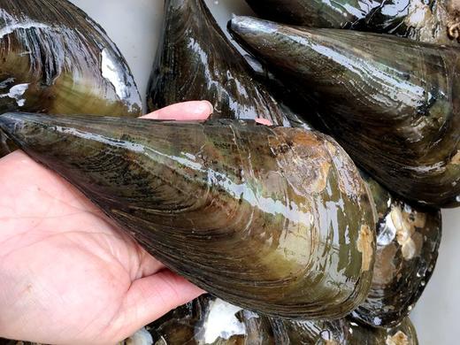 鲜活带子中等个头个拍下即杀不杀要备注