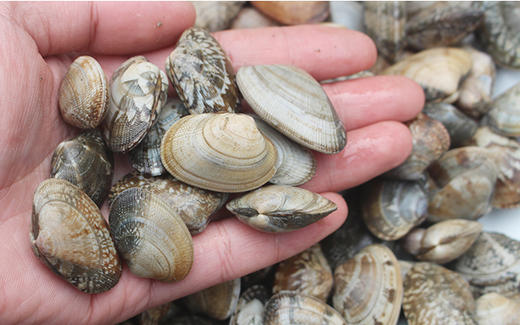 鲜活沙甲(/斤) 商品图0