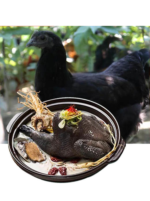 乌鸡新鲜现杀正宗土鸡农家散养五黑鸡乌骨鸡公鸡野鸡月子鸡老母鸡