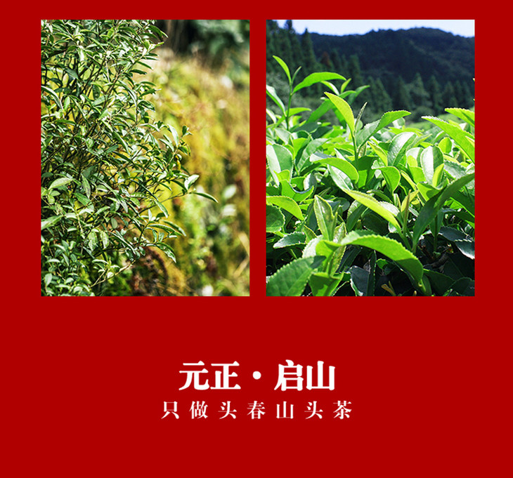 限量收藏元正好茶启山福鼎白茶茶叶白牡丹生肖传家饼300g